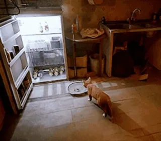 🚰 cat, kitchen, refrigerator, domestic animal, indoor, room telegram sticker