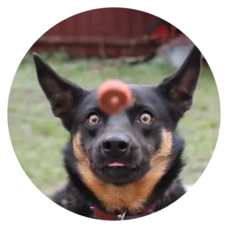 😐 犬, 面白い, 動物, ポートレート, 目, ボール telegram sticker