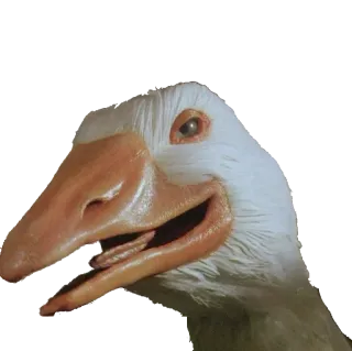 🐤 oie, oiseau, animal, drôle, mème, autocollant whatsapp sticker