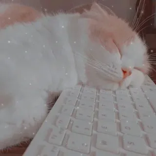 🌝 cat, keyboard, sleeping, animal, pet, cute telegram sticker