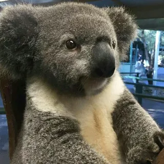 🐨 koala, animal, cute, wildlife, australia, marsupial telegram sticker