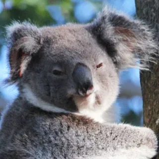🐨 koala, animal, wildlife, marsupial, cute, australia, mammal telegram sticker