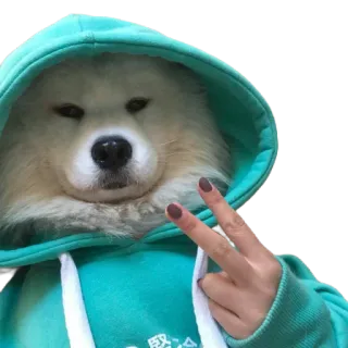 ✌️ 感 Hund, Friedenszeichen, Kapuzenpullover, Tier, süß, entspannt, Samojede telegram sticker