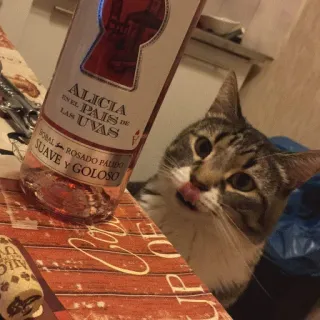 🙄 ALICIA
EN EL PAÍS DE
LAS UVAS
ROBAL ROSADO PALIDO
SUAVE Y GOLOSO kucing, anggur, botol, minuman, minum, binatang, hewan peliharaan, rosé, Alicia telegram sticker