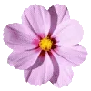 🌸