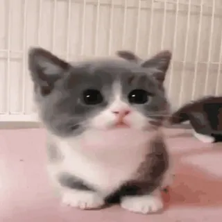 😇 gato, gatinho, fofo, animal, animal de estimação, cinza, branco telegram sticker