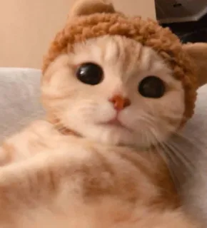 😺 gato, fofo, chapéu, animal, animal de estimação whatsapp sticker