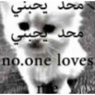 🍓 محد يحبني no one loves me sad, cat, lonely, crying, kitten, depressed, meme, no one loves me telegram sticker