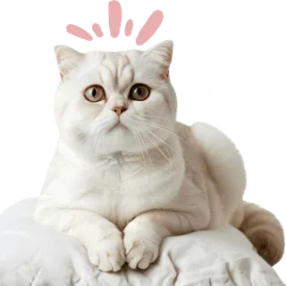 😳 เลย! gato, fofo, animal, gatinho, animal de estimação telegram sticker