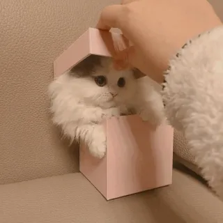 💓 кот, котенок, коробка, милый, животное, питомец whatsapp sticker