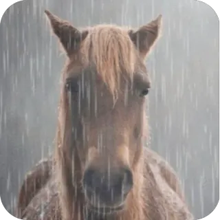 🥲 лошадь, животное, дождь, погода, лошадиный, млекопитающее telegram sticker