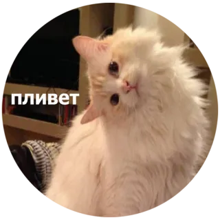 Кусь whatsapp stickers