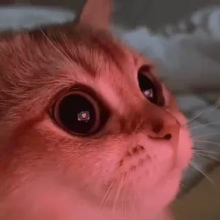 🙂 gatto, animale, animale domestico, gatto soriano arancione, primo piano telegram sticker