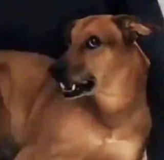 😦 perro, animal, mascota, animal doméstico telegram sticker