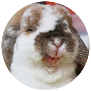 😂 rabbit, bunny, animal, cute, pet, mammal telegram sticker