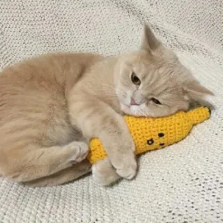 😔 猫, 子猫, 動物, バナナ, おもちゃ, ペット, 可愛い telegram sticker