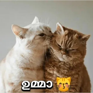 🤓 ഉമ്മാ cats, love, kiss, animal, affection telegram sticker