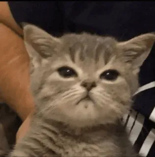 ☹️ Katze, Kätzchen, Tier, süß, Haustier, grau telegram sticker