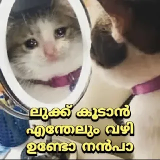 😂 ലുക്ക് കൂടാൻ എന്തെലും വഴി ഉണ്ടോ നൻപാ? cat, dog, mirror, sad, crying, malayalam telegram sticker