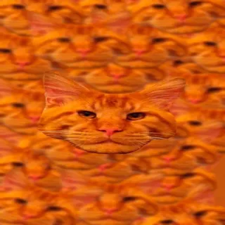 🐱 gato, naranja, mascota, animal, meme, divertido, lindo, pelirrojo telegram sticker