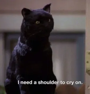🐈 I need a shoulder to cry on. chat, chat noir, épaule, pleurer, triste, animal whatsapp sticker