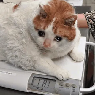 😩 FAT gato, triste, gordo, peso, animal, mascota whatsapp sticker