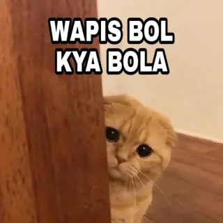 🍁 WAPIS BOL KYA BOLA Katze, süß, gucken, Tür, lustig, Meme telegram sticker
