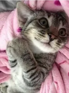 😍 Katze, Kätzchen, Tier, süß, Haustier, Hauskatze telegram sticker