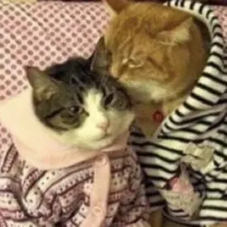 😂 gatti, animali domestici, animali, abbigliamento, carino telegram sticker