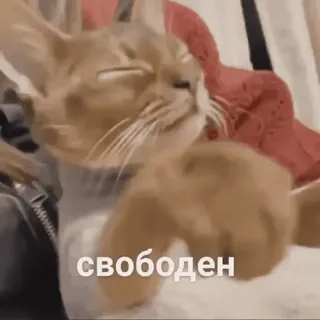 ➡️ свободен chat, russe, autocollant, animal, animal de compagnie whatsapp sticker