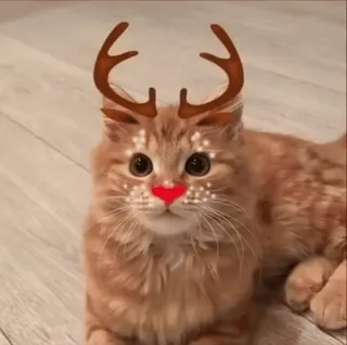 🎅 แมว, สัตว์, กวางเรนเดียร์, คริสต์มาส, เทศกาล, วันหยุด, สัตว์เลี้ยง whatsapp sticker
