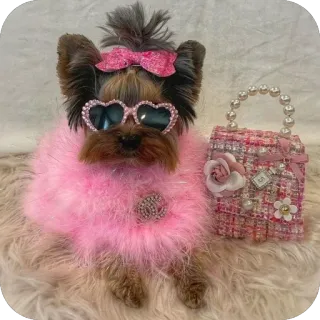 🎀 cão, Yorkshire terrier, animal de estimação, rosa, óculos de sol, fofo, acessório, moda telegram sticker