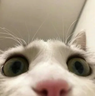 👀 gato, animal, mascota, gato doméstico, primer plano, lindo, gracioso telegram sticker