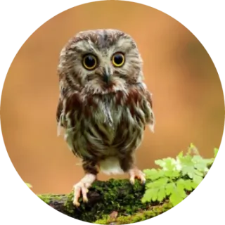 🦉 coruja, pássaro, vida selvagem, natureza, animal, fofo, floresta telegram sticker