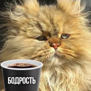 ☕️ БОДРОСТЬ แมว, กาแฟ, ข้อความ, รัสเซีย, เช้า, เครื่องดื่ม telegram sticker