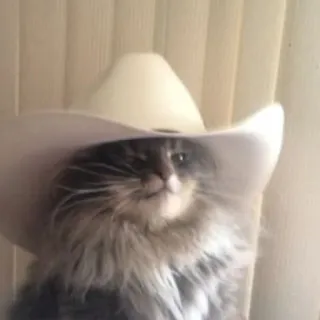 🤠 gatto, cowboy, cappello, animale, animale domestico, western, felino telegram sticker