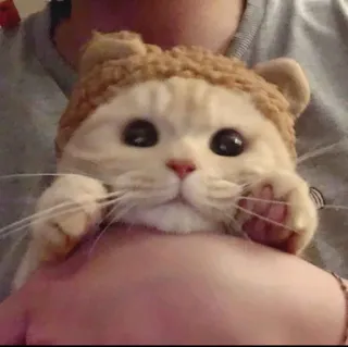 😍 Katze, Haustier, Tier, Kätzchen, süß, Hut telegram sticker