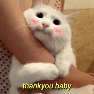 💛 thankyou baby gato, fofo, animal, animal de estimação, obrigado, bebê, kawaii telegram sticker