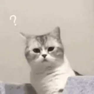 🤨 ? cat, question, animal, pet, cute, confused whatsapp sticker