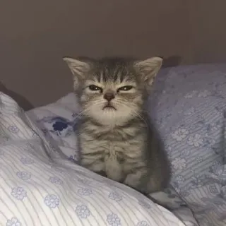 😴 고양이, 새끼 고양이, 화난, 귀여운, 침대, 졸린 telegram sticker