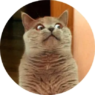 😏 chat, drôle, effrayé, choqué, grands yeux telegram sticker