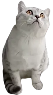 🐱 cat, kitten, pet, animal, domestic, feline, cute telegram sticker