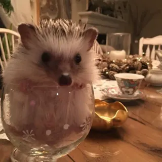 🦔 riccio, vetro, carino, animale, tè whatsapp sticker