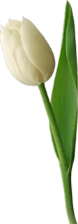 🌷 Blume, Tulpe, weiß, Natur, Pflanze whatsapp sticker