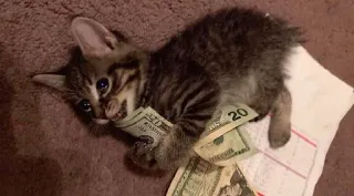 💸 gato, gatinho, dinheiro, dólares, dinheiro vivo whatsapp sticker