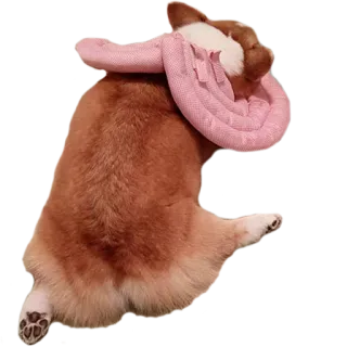 💗 corgi, perro, animal, mascota, dormir whatsapp sticker