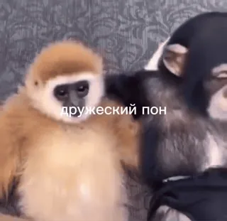 брудне минуле філхеса whatsapp stickers
