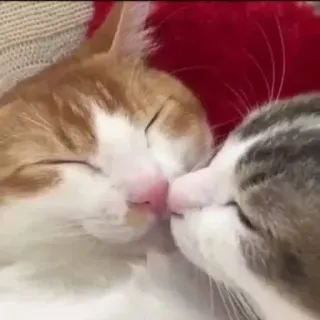 🐱 kucing, ciuman, binatang, hewan peliharaan, kasih sayang, imut whatsapp sticker