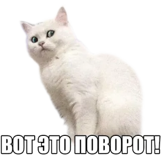 😯 ВОТ ЭТО ПОВОРОТ! gato, gato blanco, divertido, meme whatsapp sticker