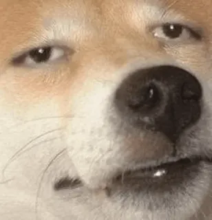 😑 Doge Doge Meme doge, shiba inu, meme, stare, suspicious, funny dog whatsapp sticker